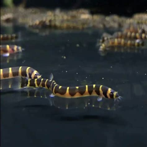 蛇魚怎麼養